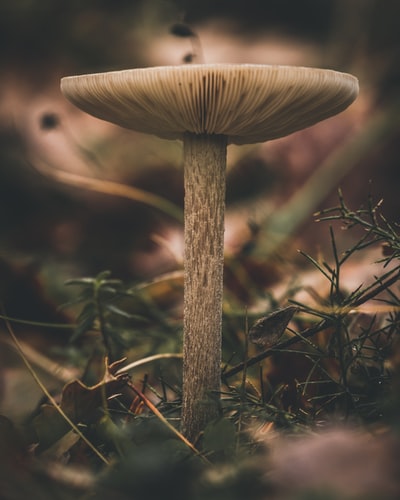 红菇属integra蘑菇

